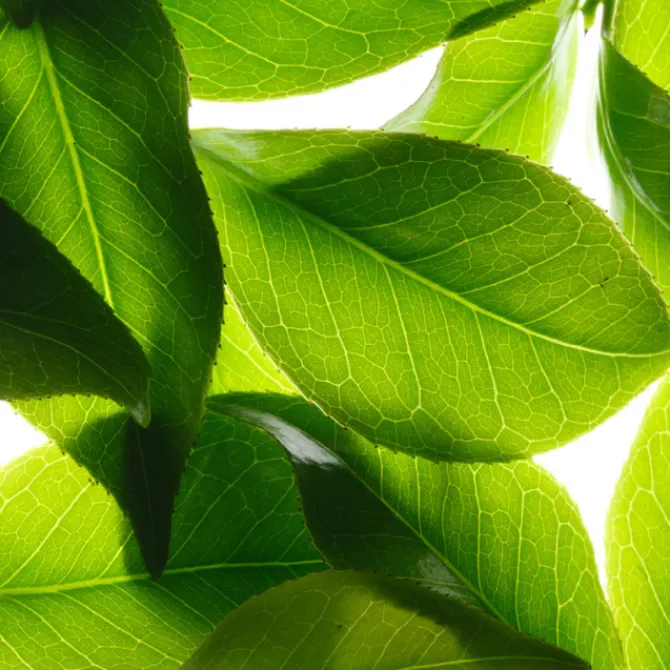 Nuxe Déodorants|Déodorant>Déodorant Fraîcheur 24h