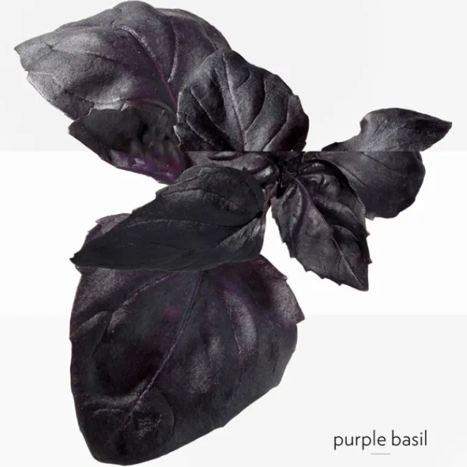 HERMES Parfums Mixtes|Parfums Rechargeables>Eau de Basilic Pourpre