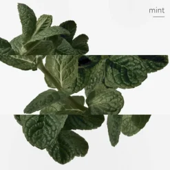 Femme HERMES Parfums Mixtes|Eau De Cologne|Eau d'Orange Verte