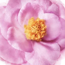 Nuxe Shampooings|Shampooing><noscript><img width=