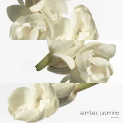 HERMES Parfums Mixtes|Eau De Toilette>Le Jardin de Monsieur Li