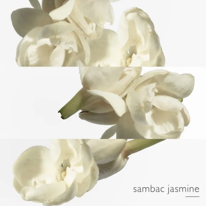 HERMES Parfums Mixtes|Eau De Toilette>Le Jardin de Monsieur Li