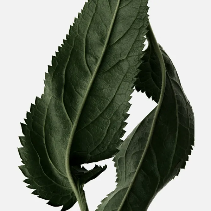 Reminiscence Parfums Mixtes>Le Patchouli Elixir