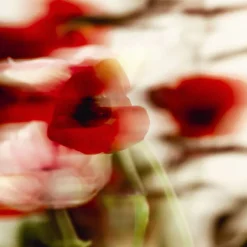 Sisley Parfums Mixtes|Eau De Toilette><noscript><img width=