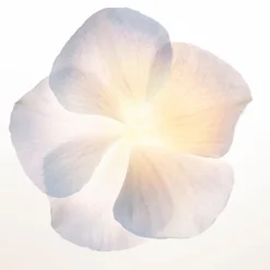 Narciso Rodriguez Eau De Parfum><noscript><img width=