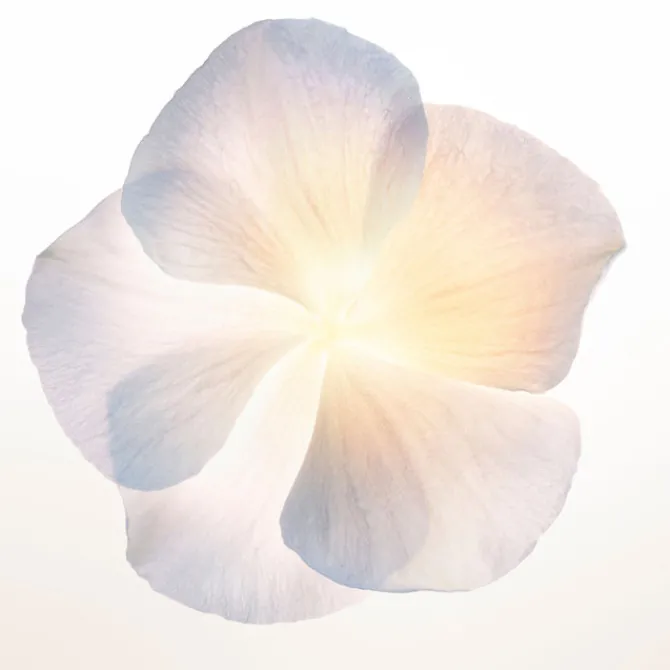 Narciso Rodriguez Eau De Parfum>NARCISO