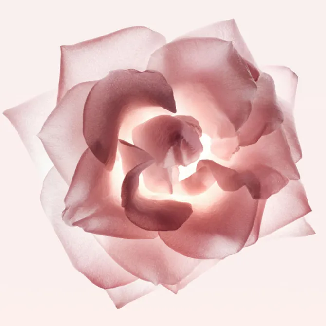 Narciso Rodriguez Eau De Parfum>NARCISO