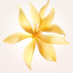 Narciso Rodriguez Eau De Parfum></noscript>NARCISO