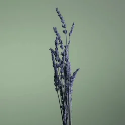 Homme Caron Eau De Toilette|Pour un Homme de