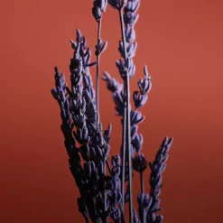 Homme Caron Eau De Parfum|Pour un Homme de Le Soir