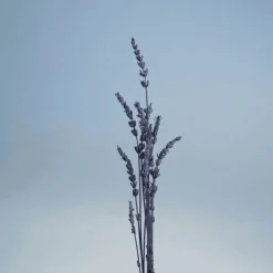 Caron Eau De Toilette><noscript><img width=