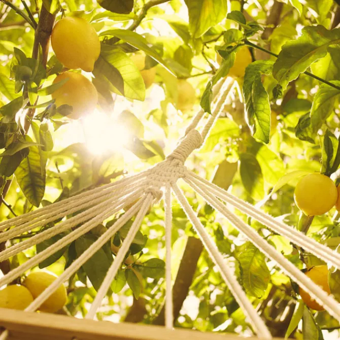 Maison Margiela Eau De Toilette|Eau De Toilette>Replica Under the Lemon Trees