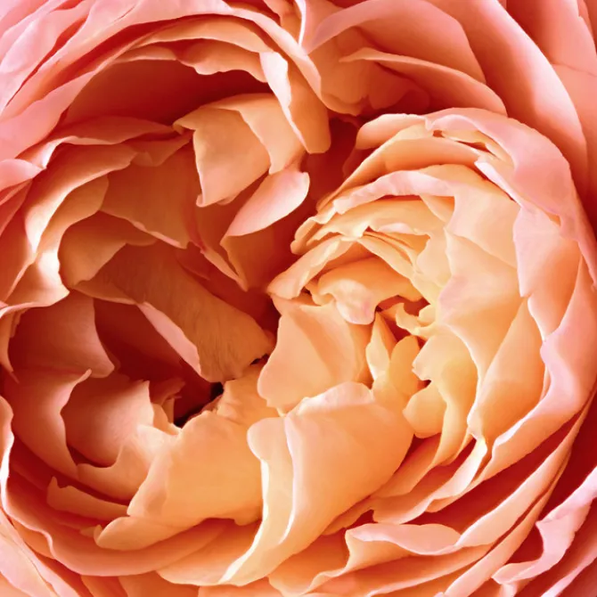 Reminiscence Parfums Mixtes>Rose Tentation