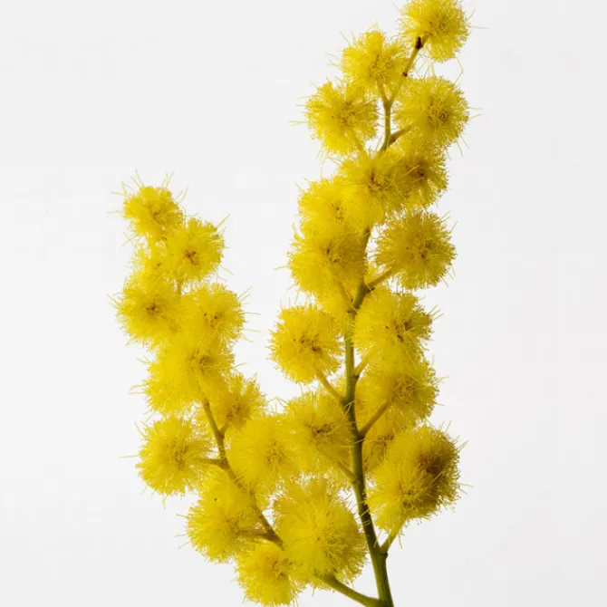 Reminiscence Parfums Mixtes>Sous Un Mimosa De Provence