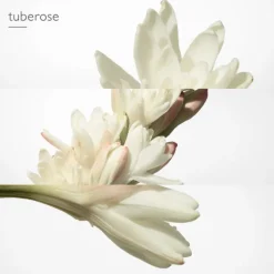 HERMES Eau De Parfum></noscript>Twilly d'Hermès