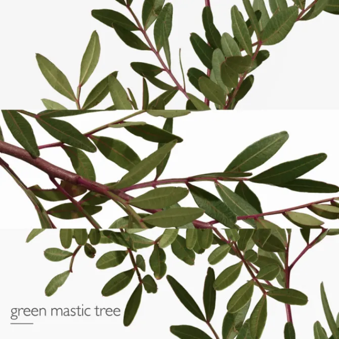 HERMES Parfums Mixtes|Eau De Toilette>Un Jardin en Méditerranée