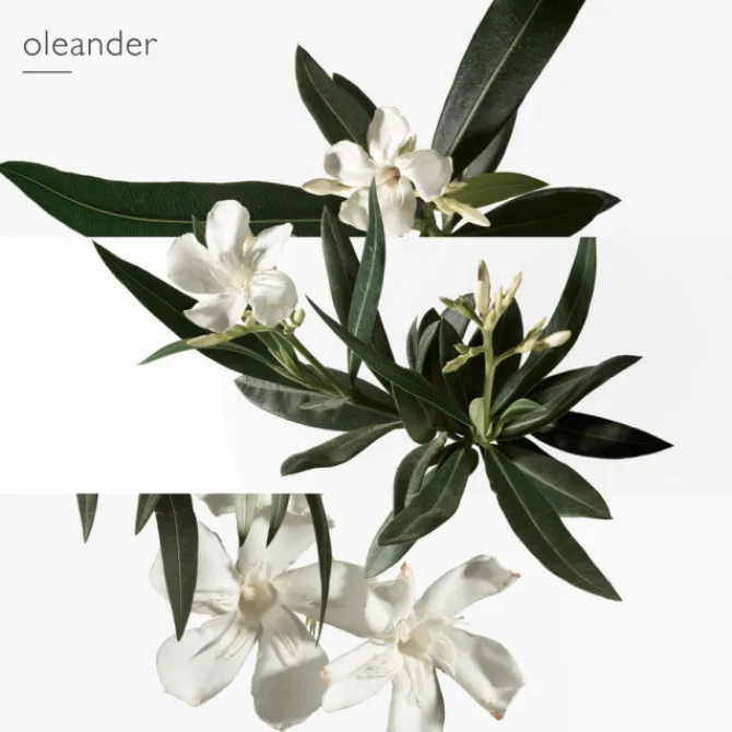 HERMES Parfums Mixtes|Eau De Toilette>Un Jardin en Méditerranée